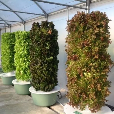 thumbnail for publication: An Overview of Lettuce Production Systems and Cultivars Used in Hydroponics and Protected Culture in Florida